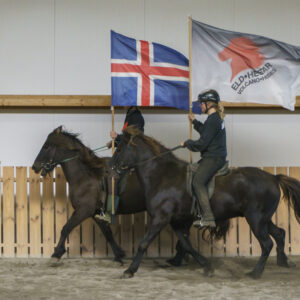 Horse show, Eld Hestar, Iceland