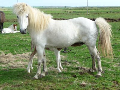 Heithur