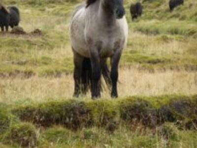 Hlökk-frá-Völlum-Daughter-of-Gleði-and-Fróði-from-Staðartunga-225x300