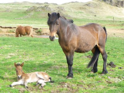 Kátína-and-foal-2