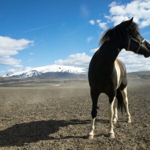 Picture_Horses-for-Sale