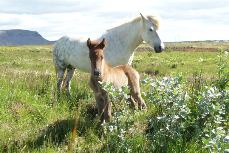 breeding3