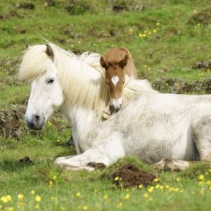 eldhestar_mares