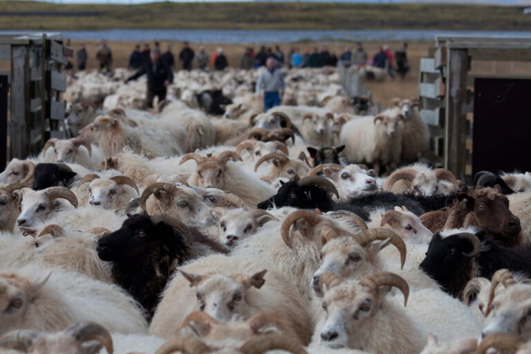 sheep2